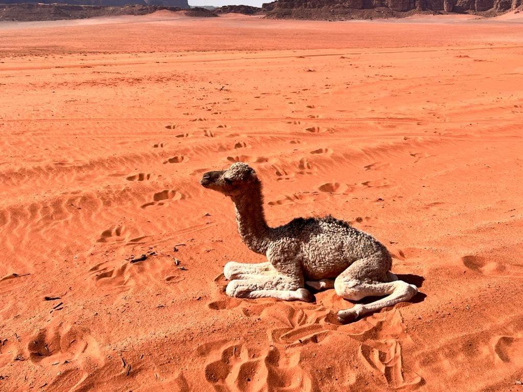 Wadi Rum Sky Tours & Camp Exterior photo